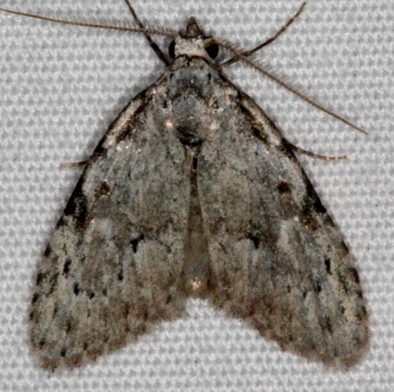 8988.97 Unidentified Meganola sp Thunder Lake UP Mich 6-20-15
