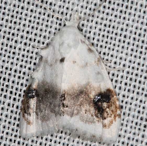 8990 Blurry-patched Nola Moth Lake of the Woods Ontario 7-18-16