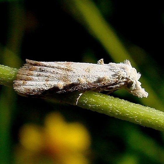 8991 Sorghum Webworm Moth BG Cochylinid Moth Mission Texas at rec center 10_17_08 (10)_opt