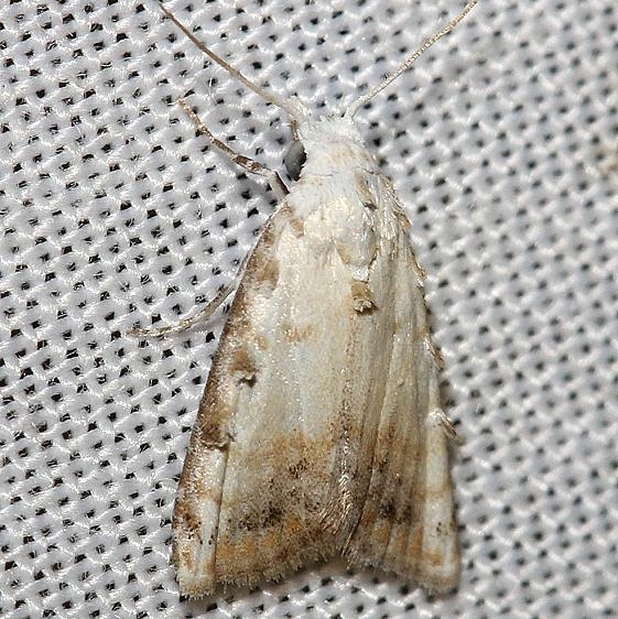 8991 Sorghum Webworm Moth yard 6-15-12