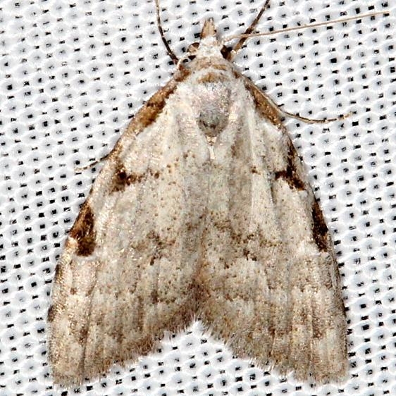 8992 Three-spotted Nola Moth Carter Cave St Pk Ky 4-23-13