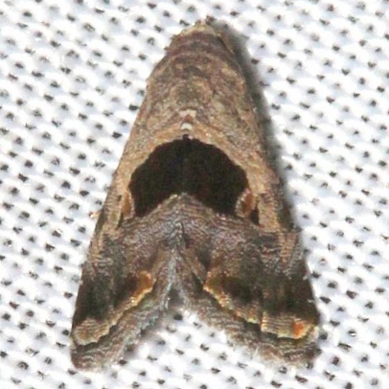 9003.1 Tripudia rectangula Mahogany Hammock Everglades Natl Pk 3-10-13
