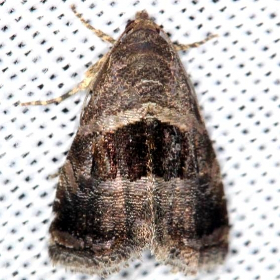 9003.1 Tripudia rectangula yard 5-30-13
