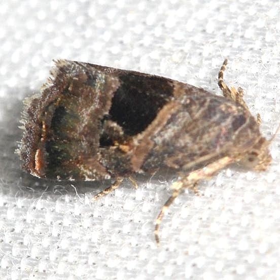 9003.1 Tripudia rectangula yard 5-27-12
