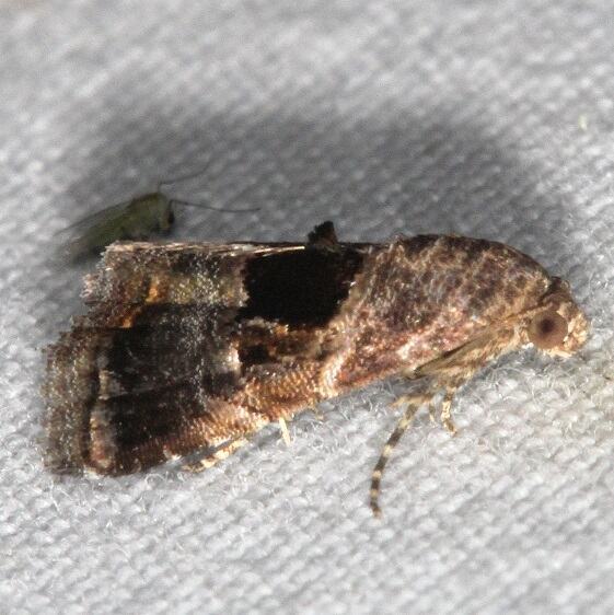 9004 Tripudia grapholithoides-Bear-Island-Big-Cypress Preserve Fl 3-4-22