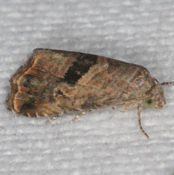 9004.2 Tripodia lamina dark-area-not-as-high-Bear-Island-Big-Cypress Preserve Fl-3-3-22
