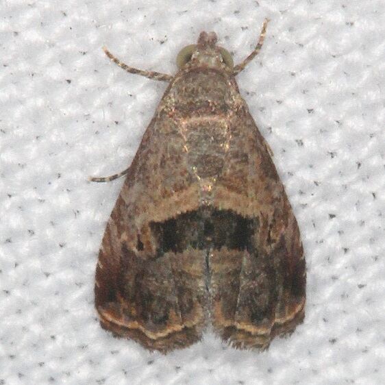 9004.2-Tripodia-lamina-dark-area-not-as-high-Bear-Island-Big-Cypress-Preserve-Fl-3-3-222