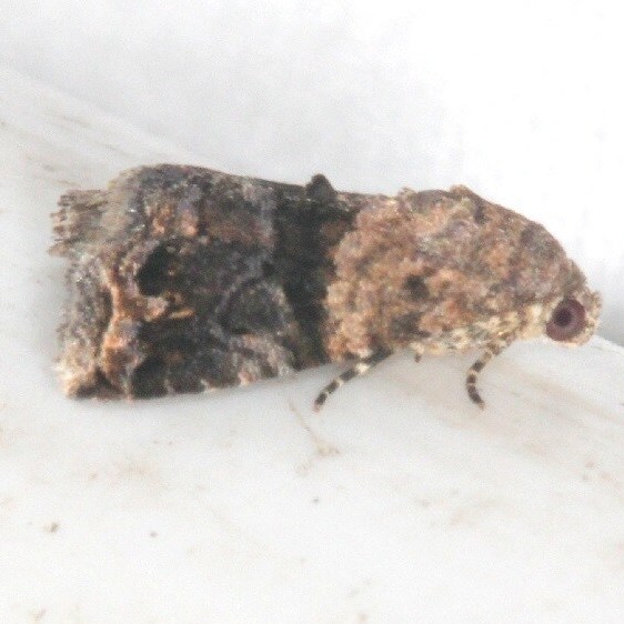 9006 Tripudia luda BG Collier-Seminole St Pk Fl 3-10-22