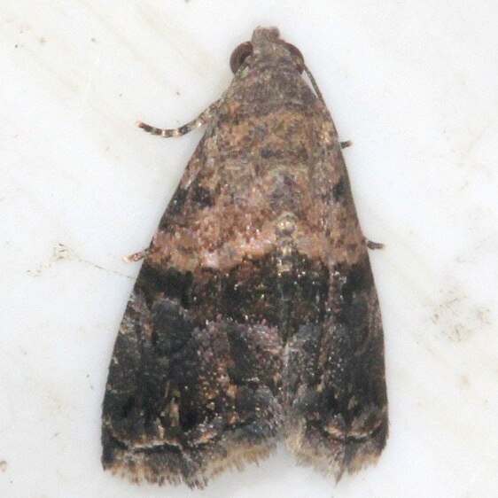 9006 Tripudia luda BG Collier-Seminole St Pk Fl 3-10-22