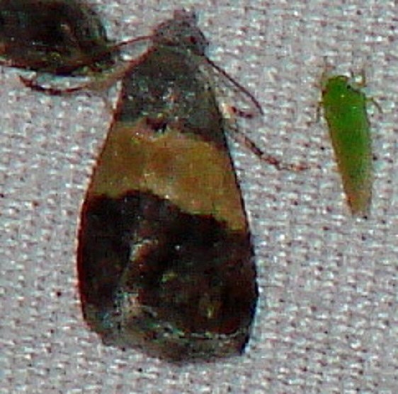 9005 Tripudia batteata Benson St Pk Texas 10-16-08