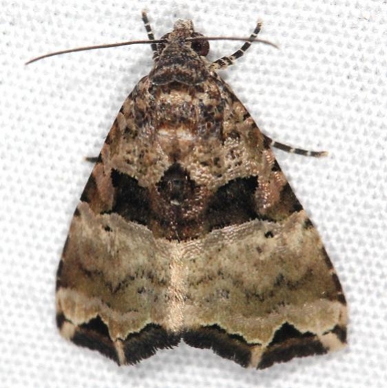 9013 Cobubatha numa NABA Gardens Texas 11-1-16_opt