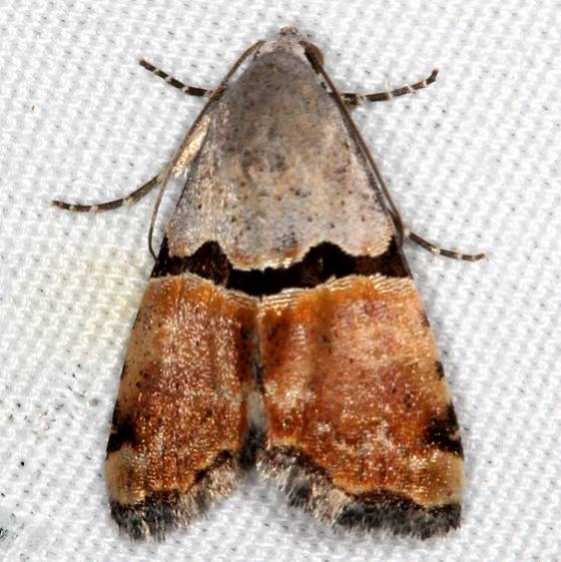 9017 Cobubatha orthozona Campsite 119 Falcon St Pk Texas 10-24-16_opt