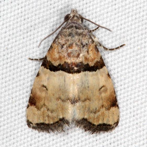 9018 Cobubatha dividua Campsite 119 Falcon St Pk 10-22-16_opt