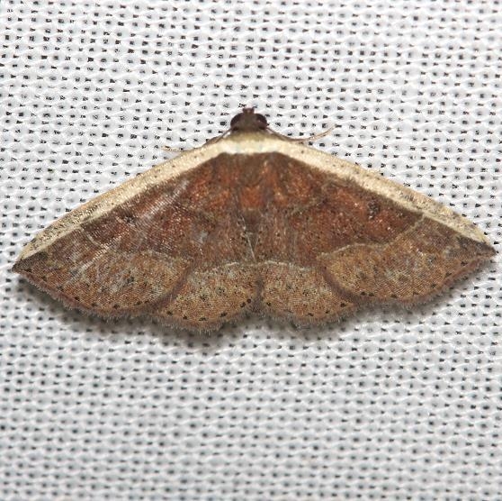 9025 White Edge Moth Obed River shed Tenn 8-26-12