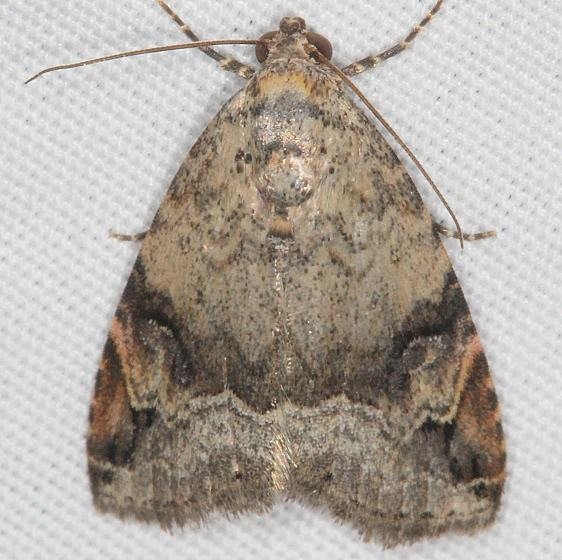 9030 Aerial Brown Moth Campsite 119 Falcon St Pk 10-22-16_opt