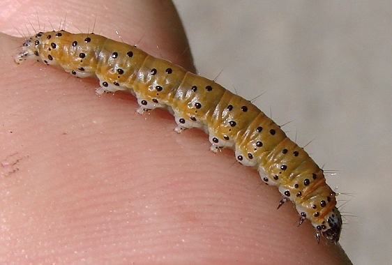 9037 Dotted Graylet Moth Caterpillar Ora Anderson trail Oh 7-24-10