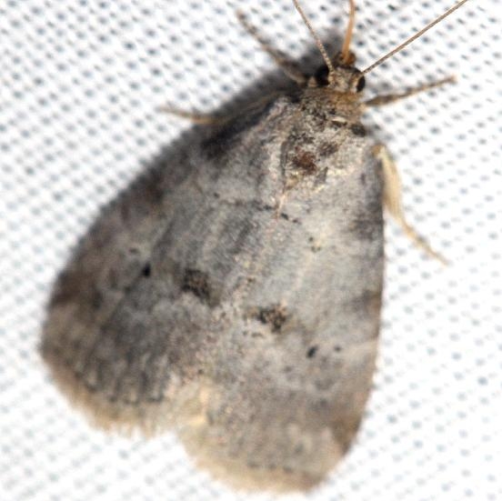 9037 Dotted Graylet Moth Thunder Lake UP Mich 6-23-12