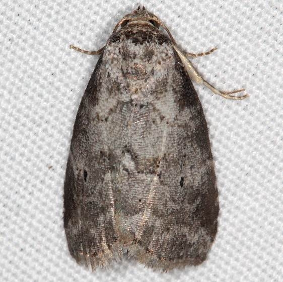 9037 Dotted Graylet Moth yard 7-6-16 (5)_opt