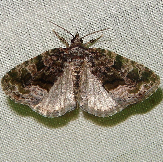 9047 Large Mossy Lithacodia yard 5-24-11