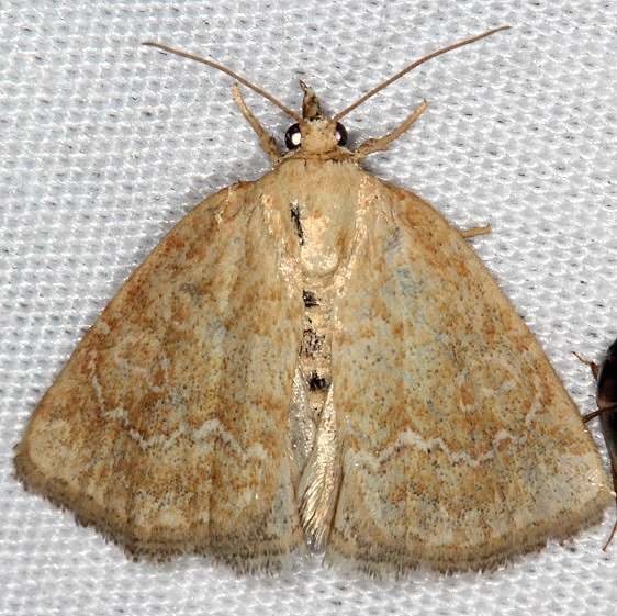 9048 Pale Glyph Moth Cedar Bog Ohio 7-13-18 (13)_opt