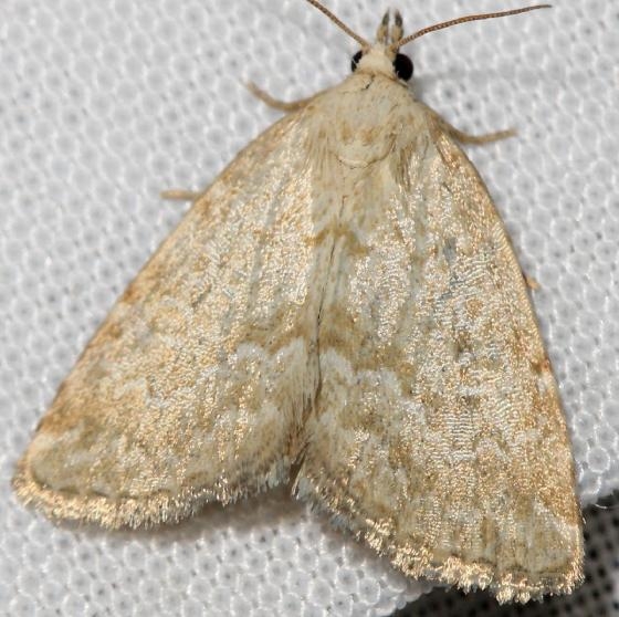 9048 Pale Glyph Moth Thunder Lake Mich 6-23-12