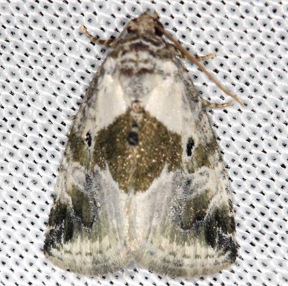 9049 Black-dotted Glyph Moth yard 5-19-13