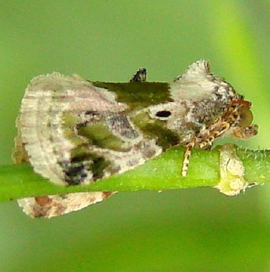 9049 Black-dotted Maliattha Glenn Helen field at covered bridge Oh 6-6-12