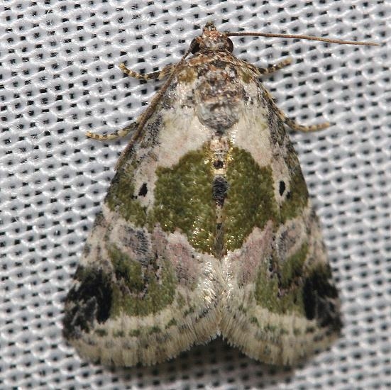 9049 Black-dotted Maliattha Moth yard 5-5-12