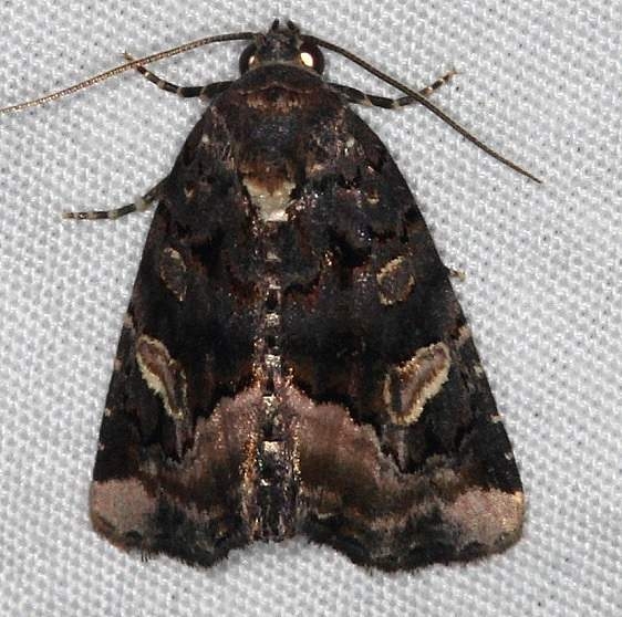 9057 Black Wedge-spot Moth Burr Oak St Pk at cabins Oh 6-27-14