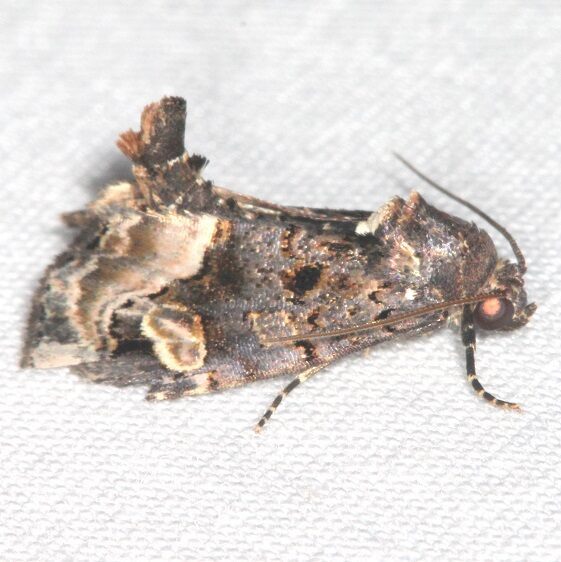 9057 Black wedge spot Moth Kissimmee Prairie St Pk Fl 2-23-21