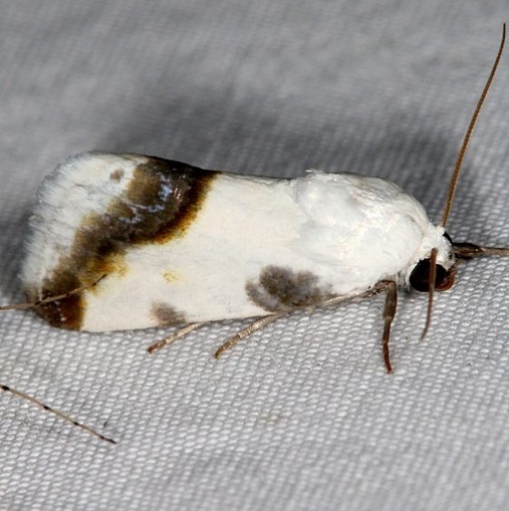 9061 Aconitia cretata Campsite 119Falcon St Pk Texas 10-23-16_opt