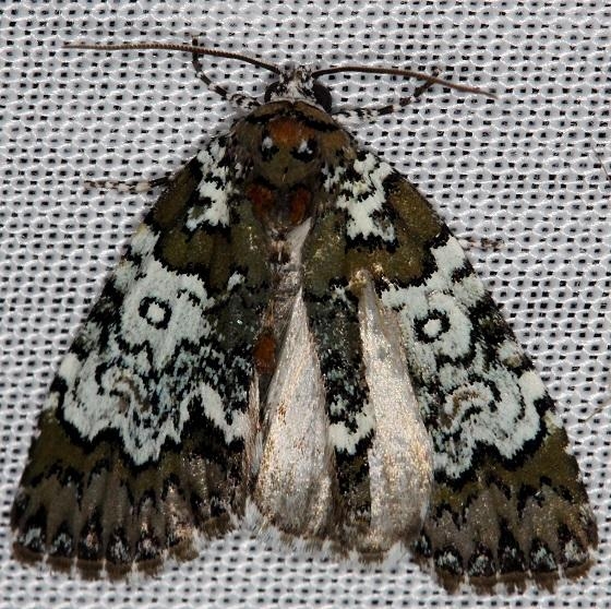 9061 Owl-eyed Bird-dropping Moth Thunder Lake Mich 6-21-13