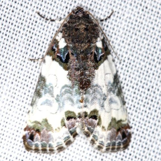 9062 Tufted Bird-dropping Moth yard 5-29-13