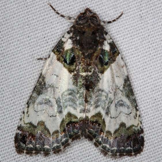 9062 Tufted Bird-dropping Moth yard 6-6-14