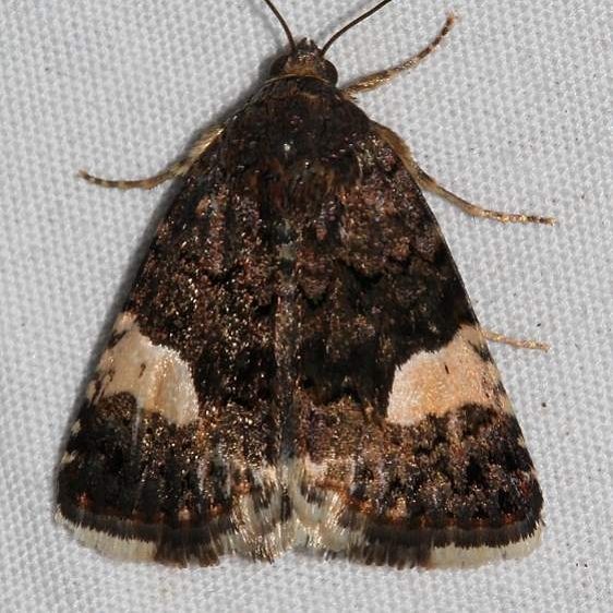 9063.1 Tyla luctuosa Colorado Natl Monument 6-16-17