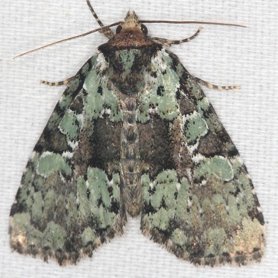 9066 Marbled Green Leuconycta yard 7-23-13