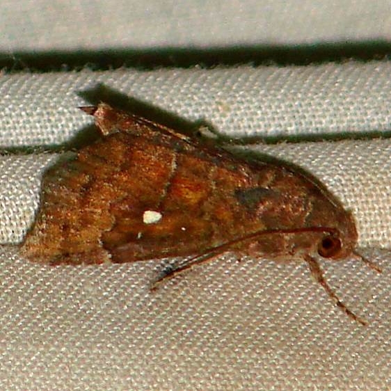 9070 Eight-spot Amyna octo Benson State Park Texas 10-16-08