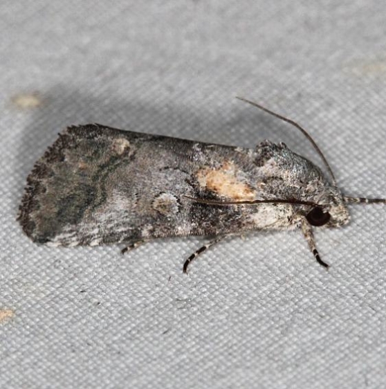 9071 Aleptina inca Campsite 119 Falcon St Pk Texas 10-24-16_opt