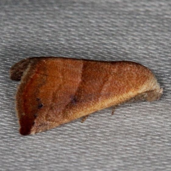 9077 Eublemma cinnamomea Collier Seminole St Pk 2-25-14