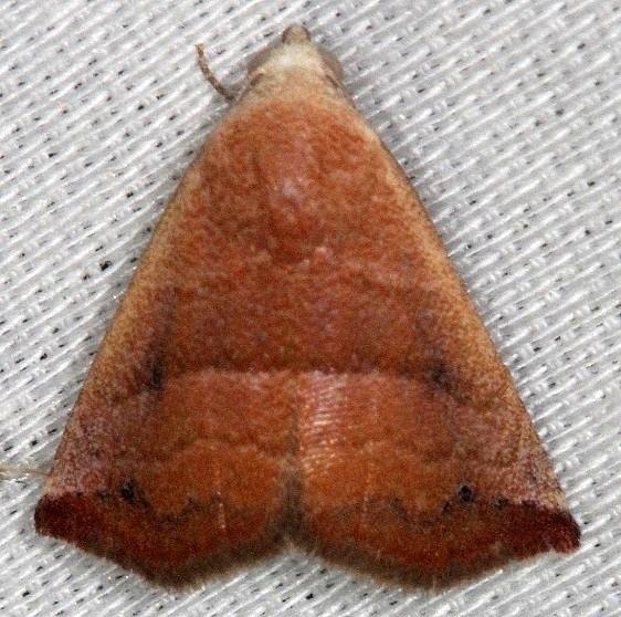 9077 Eublemma cinnamomea Collier Seminole St Pk 2-25-14