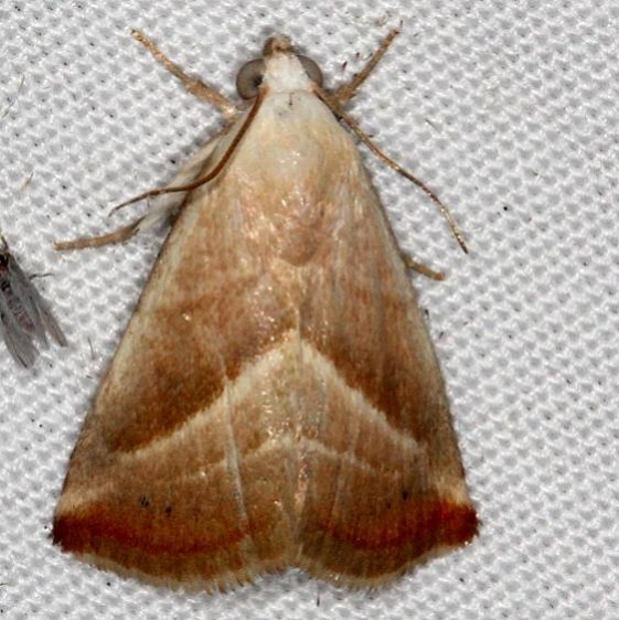 9078 Straight-lined Seed Moth Campsite 119 Falcon St Pk 10-22-16_opt