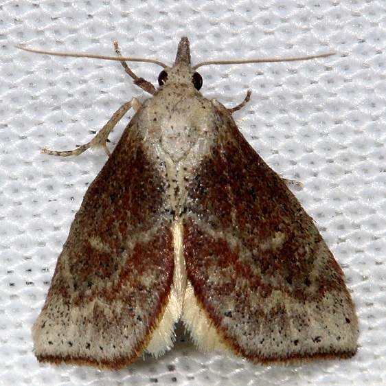 9080 Proroblemma testa Kissimmee Prairie St Pk 3-16-13