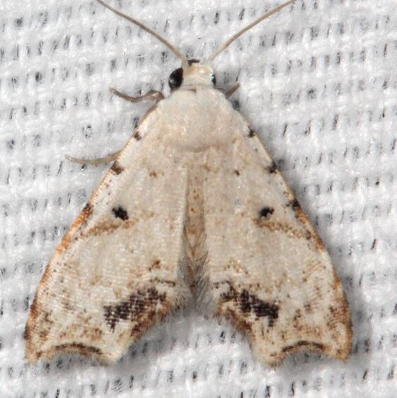9081 Sigela incisa BG Bear Island Big Cypress Preserve Fl 2-28-21