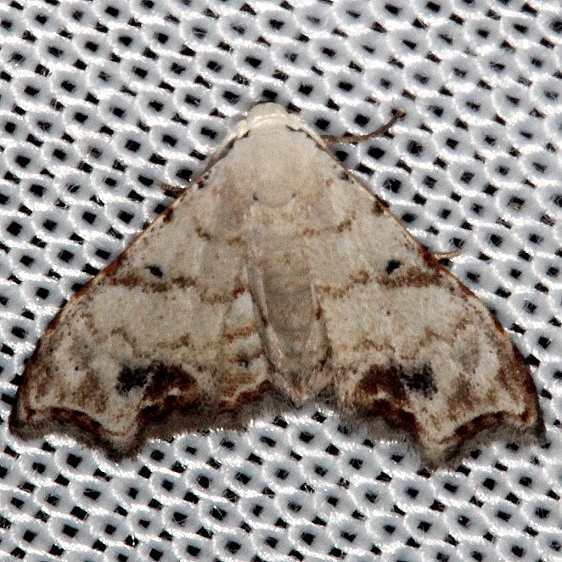 9081 Sigela incisa was Araeopteron vilhelmina Collier Seminole St Pk Fl 2-25-14