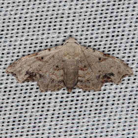 9081-Sigela-incisa-was-Araeopteron-vilhelmina-Collier-Seminole-St-Pka-2-25-14-121_opt