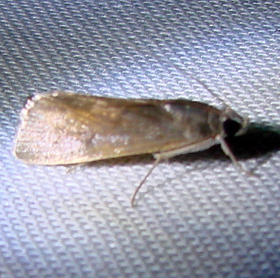 9083 Ponometia parvula Bear Lake Parking Lot Flamingo Everglades 3-1-12