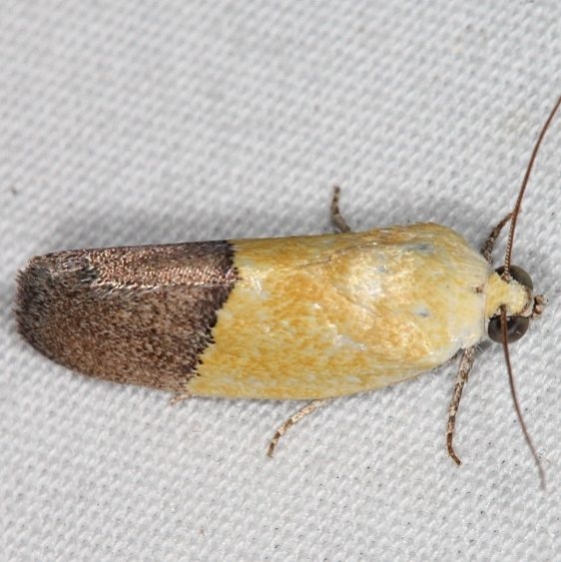 9085 Half-yellow Moth Campsite 119 Falcon St Pk Texas 10-27-16_opt