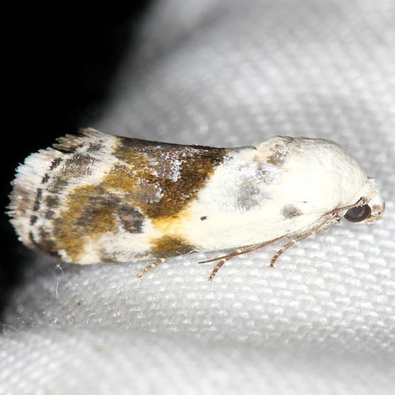 9090 Olive-shaded Bird Dropping Moth yard 5-27-13