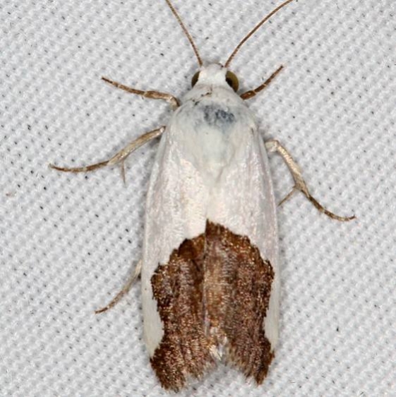 9093 Ponometia heonyx Campsite 119 Falcon St Pk 10-22-16_opt
