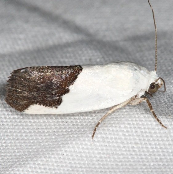 9093 Ponometia heonyx Campsite 119Falcon St Pk Texas 10-23-16_opt